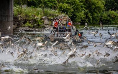 Silver Carp