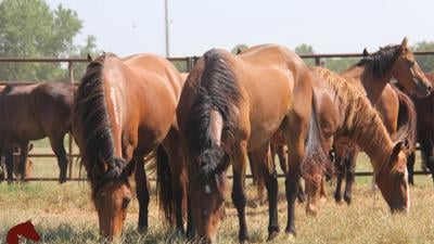 Girard horses